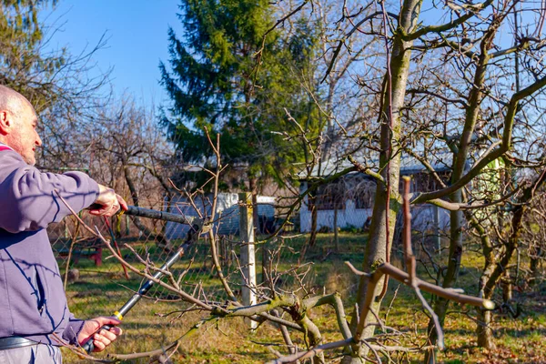 Agricoltore Sta Potando Rami Alberi Frutto Nel Frutteto Usando Lunghi — Foto Stock