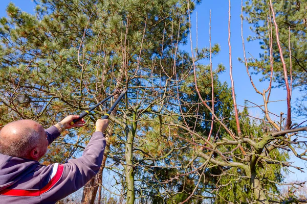 Agricultor Está Podando Ramos Árvores Frutíferas Pomar Usando Longos Loppers — Fotografia de Stock