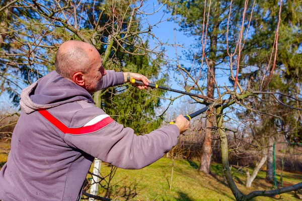 Agricultor Está Podando Ramos Árvores Frutíferas Pomar Usando Longos Loppers — Fotografia de Stock