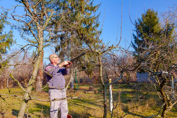 Agricoltore Sta Potando Rami Alberi Frutto Nel Frutteto Usando Lunghi — Foto Stock