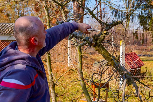 Idősebb Ember Gyümölcsfák Ágait Metszi Gyümölcsösben Lopókkal Kora Tavasszal — Stock Fotó