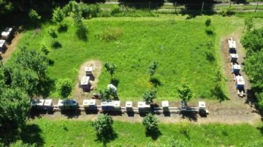 Arı yetiştiricisinin üstünde, sıra sıra dizilmiş arı kovanları arasında çim biçme makineli arı kolonisi var.. 