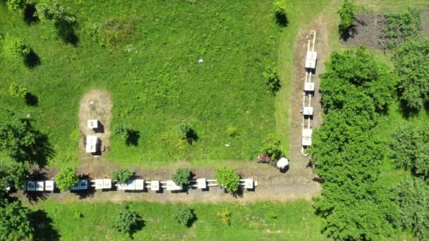 Top View Beekeeper Cutting Grass Beehives Arranged Row Line Bee — 图库视频影像