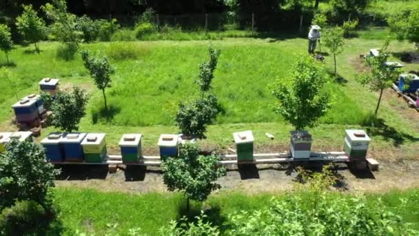 ビュー側の上 スライダー ドリー移動し カメラを傾ける 行に配置された蜂の巣の間で切断草として養蜂家の上 ライン 運動芝刈り機と蜂のコロニー — ストック動画