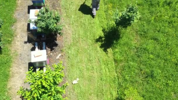 上から見ると カメラを上に傾け 養蜂家の上には 運動芝生の芝刈り機と蜂のコロニーに配置された養蜂家の間で草を切断する — ストック動画