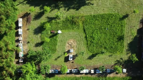 Top View Beekeeper Cutting Grass Beehives Arranged Row Line Bee — Stock Video