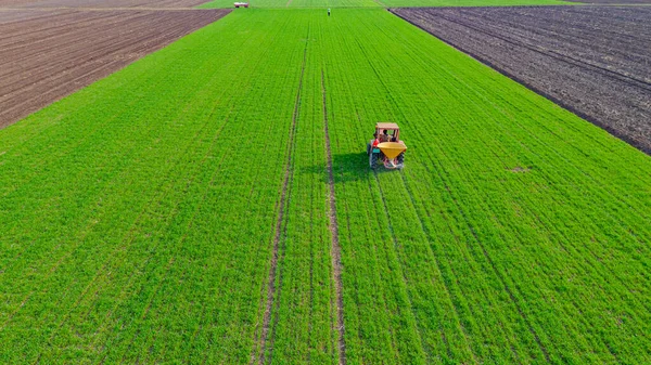 View Tractor Throws Fertilizing Arable Farmland Crop Young Green Wheat — Stock Photo, Image