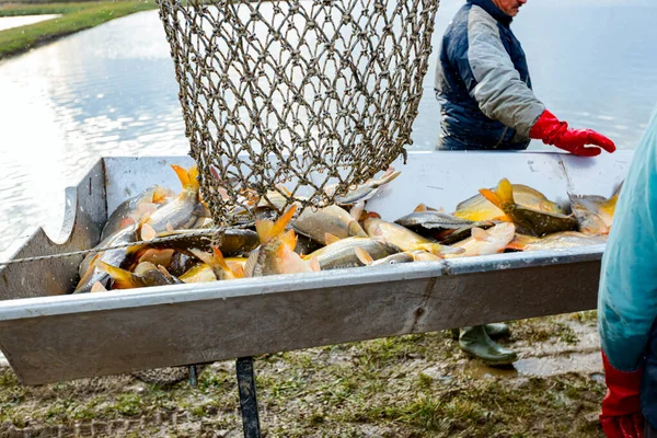 Pulling Out Full Fishing Scoop Crap Fishpond Classification Commercial Harvest — Photo