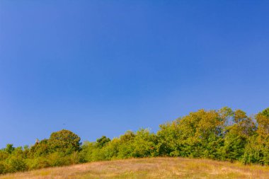 Meadow on the hill with lush vegetation, forest behind hillock