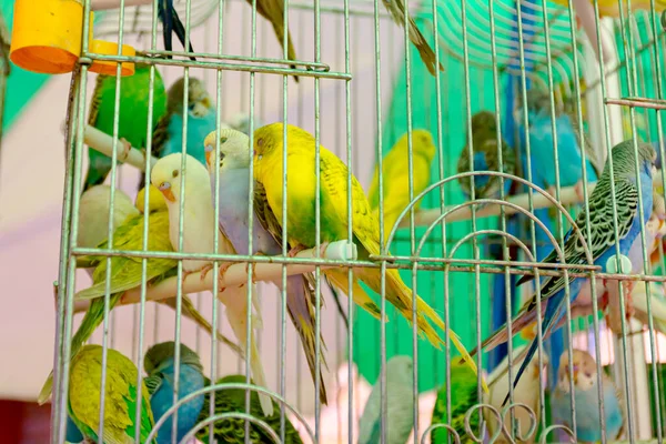 Ornamental Home Pets Colorful Budgies Placed Cages Sale Outdoor Flea — Stock Photo, Image