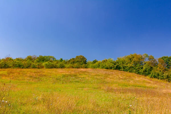 Meadow Hill Lush Vegetation Forest Hillock — Stock fotografie