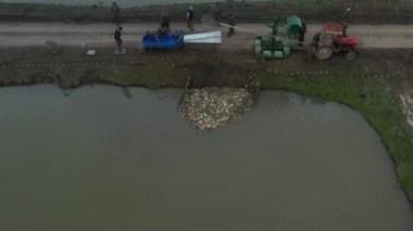 Göletten sazan balığı hasadının üstünde. Aletlere ve makineleşmeye balıkçılık kepçesiyle çiftlikteki ticari balık hasadı, balık havuzu..