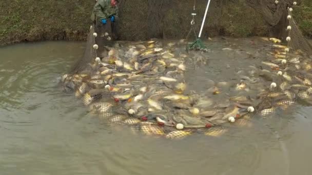 Збирання Риби Коропа Ставка Довгою Ручкою Рибальської Сітки Вид Зверху — стокове відео