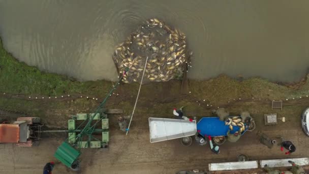 Por Encima Vista Superior Equipo Trabajadores Sacando Cucharada Pesca Completa — Vídeo de stock