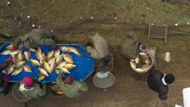 Vue Dessus Pile Pesée Poissons Merdiques Triés Placés Dans Seau — Video