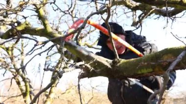 Yaşlı çiftçi, bahçıvan baharın ilk zamanlarında meyve bahçesinde testereyle elma ağacının güçlü dallarını kesiyor..