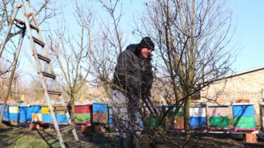 Yaşlı çiftçi, bahçıvan meyve ağaçlarının dallarını buduyor. Baharın ilk zamanlarında meyve bahçesinde uzun kesiciler kullanıyor..