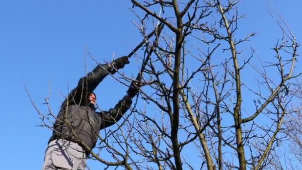 農家は早春の日にはしごを使用して長いローパーを使用して果樹園で果物の木の枝を剪定している — ストック動画