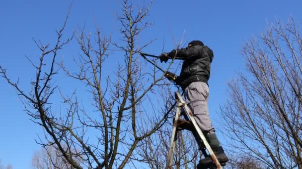 Petani Memangkas Cabang Cabang Pohon Buah Kebun Menggunakan Lopper Panjang — Stok Video