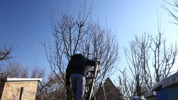 Çiftçi Meyve Bahçesindeki Meyve Ağaçlarının Dallarını Buduyor Baharın Erken Saatlerinde — Stok video