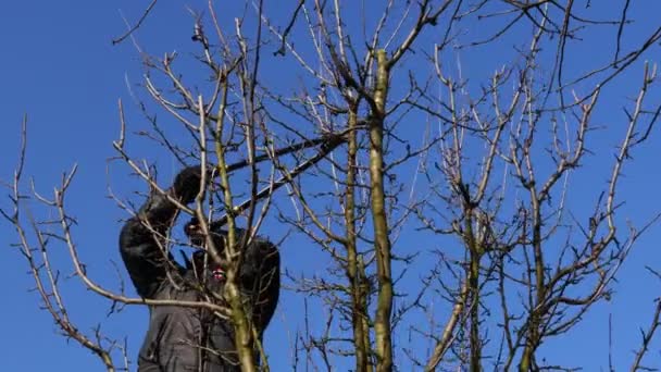 Agricultor Está Podando Ramos Árvores Frutíferas Pomar Usando Longos Loppers — Vídeo de Stock