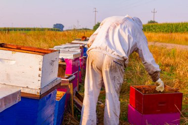 Arı yetiştiricisi bal peteğini ahşap çerçeveden çıkarıyor. Arı kovanlarından bal ayıklamak için..