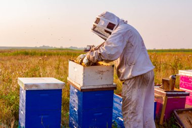 Arı yetiştiricisi bal peteğini ahşap çerçeveden çıkarıyor. Arı kovanlarından bal ayıklamak için..