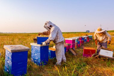 Arı yetiştiricileri bal peteğini ahşap çerçeveden çıkarıp arı kovanlarından bal ve hasat çıkarıyorlar..