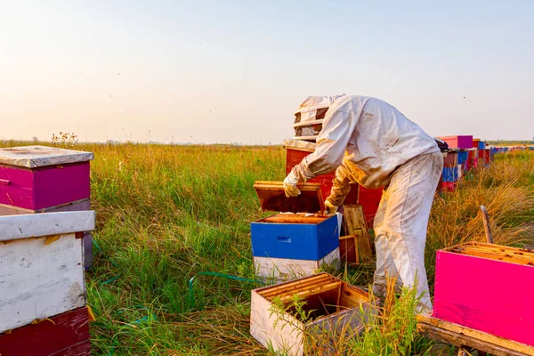 Beekeeper Ελέγχει Την Κατάσταση Επένδυση Ξύλινα Πολύχρωμα Μελίσσια Αποικία Μελισσών — Φωτογραφία Αρχείου