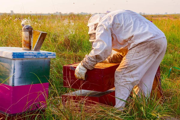 Μελισσοκόμος Παίρνει Έξω Την Κηρήθρα Ξύλινο Πλαίσιο Για Τον Έλεγχο — Φωτογραφία Αρχείου
