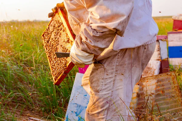 养蜂人正在木制框架上观察蜂窝上的蜂群活动 控制蜂群的生长 — 图库照片