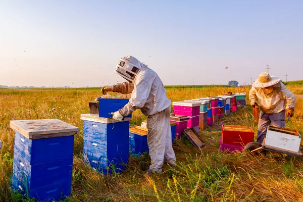 Arı yetiştiricileri bal peteğini ahşap çerçeveden çıkarıp arı kovanlarından bal ve hasat çıkarıyorlar..