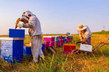 Arı yetiştiricileri bal peteğini ahşap çerçeveden çıkarıp arı kovanlarından bal ve hasat çıkarıyorlar..
