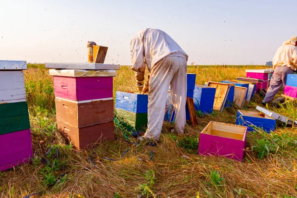 Пчеловод Убирает Соты Деревянной Раме Контролировать Ситуацию Пчелиной Колонии — стоковое фото