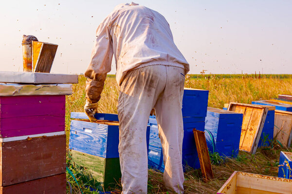Apiarist, beekeeper is opening hive to control situation in bee colony before extract honey from bee hives, harvest.