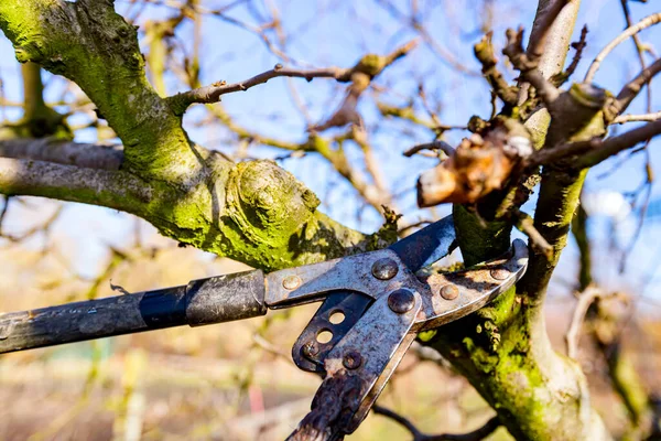 Mechanismus Und Klinge Der Langen Astschere Als Schnitt Äste Von — Stockfoto