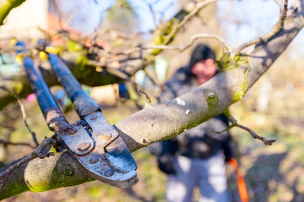 Mecanismo Lâmina Tesouras Longas Como Ramos Poda Árvores Frutíferas Pomar — Fotografia de Stock