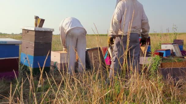 養蜂家は蜂の巣から蜂蜜を抽出するために木製のフレーム上のハニカムを取り出し 収穫しています — ストック動画