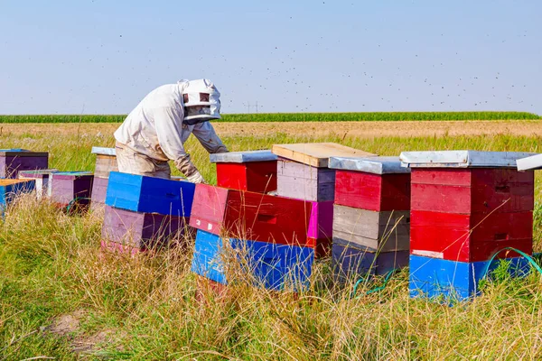 Apicoltore Sta Controllando Situazione Negli Alveari Colorati Legno Allineati Nella — Foto Stock