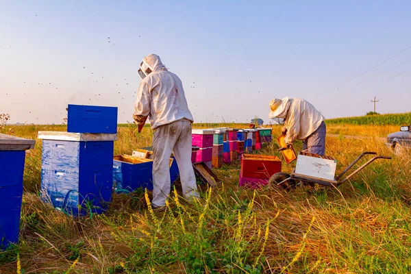 Imker Holen Die Bienenwaben Auf Holzrahmen Heraus Honig Aus Den — Stockfoto