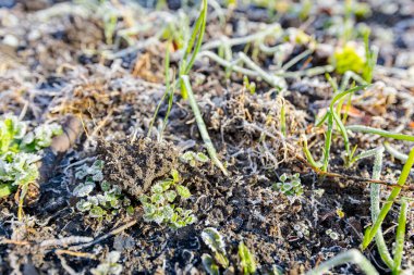 Genç soğan fidanlığı kışın erken saatlerinde kışın soğuğu ile kaplıdır.. 