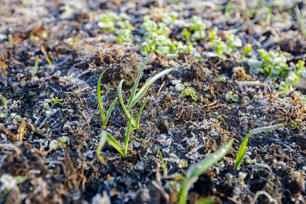 Piantagione Cipolle Giovani Coperta Con Gelo Raffermo Gelo Del Mattino — Foto Stock