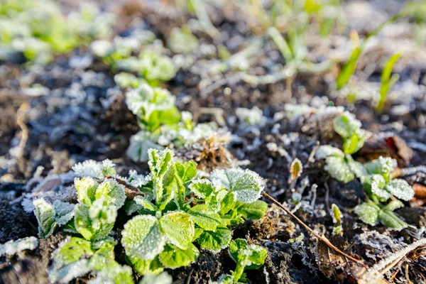 Plantation Young Peas Seedlings Covered Hoarfrost Early Morning Frost Winter — Stock Photo, Image