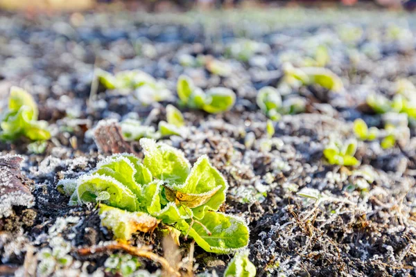 Piantagione Giovane Lattuga Verde Ricoperta Brina Gelata Mattutina Presto Inverno — Foto Stock