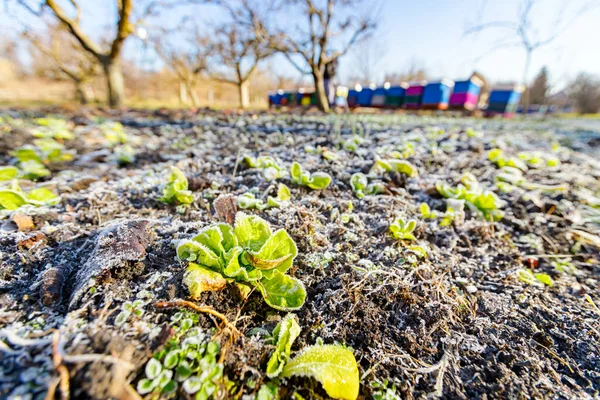 Perkebunan Selada Hijau Muda Ditutupi Dengan Embun Pagi Waktu Musim — Stok Foto