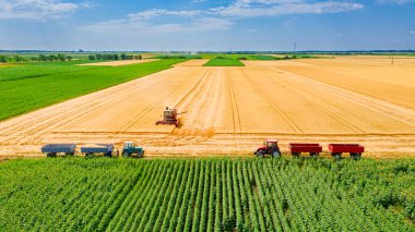 Zirai hasat makinesinin hava görüntüsü, tarım arazilerinde olgun buğday kesip biçmek gibi birleşiyor. İki römorklu traktör nakil için bekliyor..