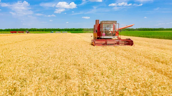 Vista Aérea Cosechadora Agrícola Combinar Como Corte Cosecha Trigo Maduro — Foto de Stock