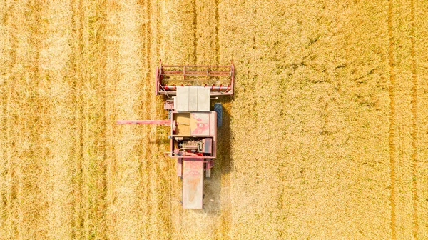 Zirai Hasat Aracının Havadan Görünüşü Tarım Arazilerinde Olgun Buğday Kesip — Stok fotoğraf