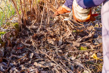 Bahçıvanın koruyucu eldivenli elleri kuru bitkilerin budama dallarını ve kesicilerini kullanıyor..