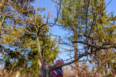 Çiftçi, meyve bahçesindeki meyve ağaçlarının dallarını erken ilkbaharda uzun kesiciler kullanarak buduyor..